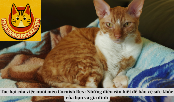 Tác hại của việc nuôi mèo Cornish Rex: Những điều cần biết để bảo vệ sức khỏe của bạn và gia đình