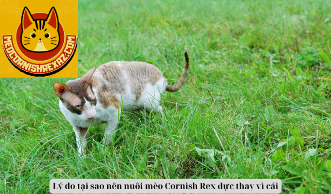 Lý do tại sao nên nuôi mèo Cornish Rex đực thay vì cái