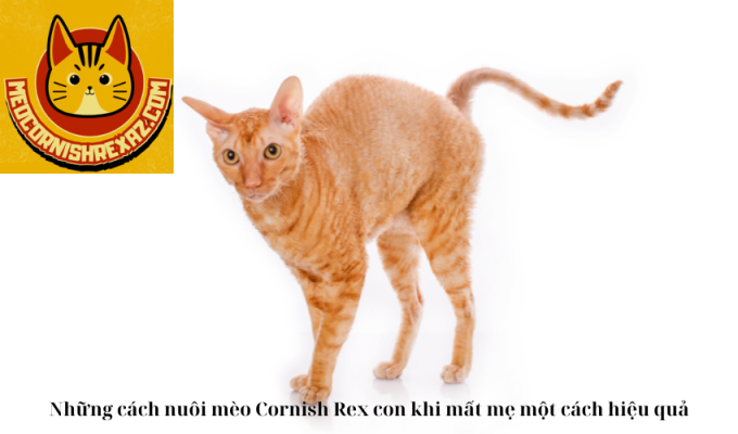 Những cách nuôi mèo Cornish Rex con khi mất mẹ một cách hiệu quả