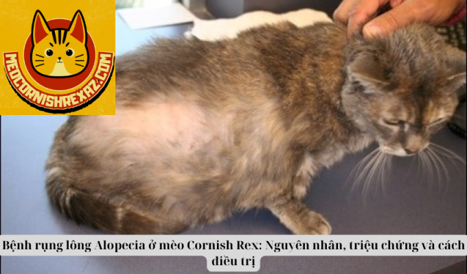 Bệnh rụng lông Alopecia ở mèo Cornish Rex: Nguyên nhân, triệu chứng và cách điều trị